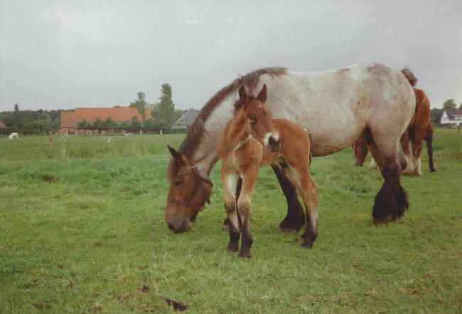  Stal Bleijkmeer