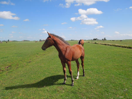  Stal Bleijkmeer