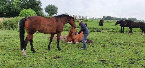  Stal Bleijkmeer