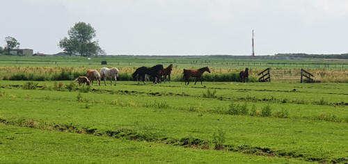  Stal Bleijkmeer